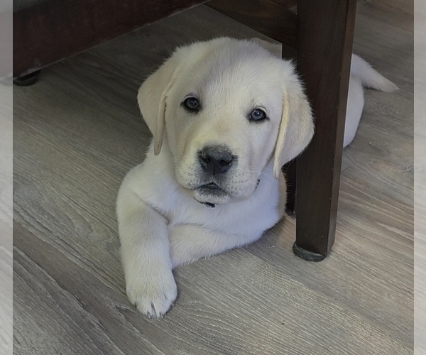 Medium Photo #1 Labrador Retriever Puppy For Sale in VICTORVILLE, CA, USA