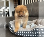 Small #7 Pomeranian