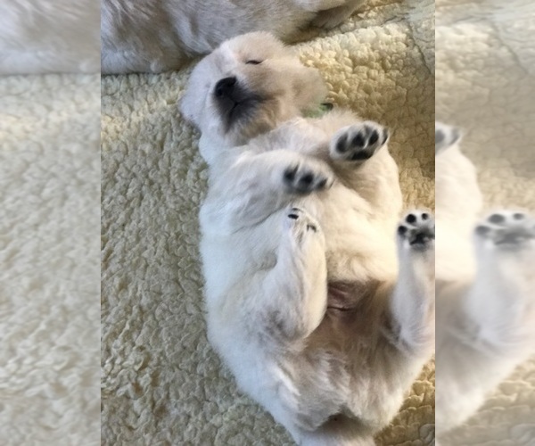 Medium Photo #81 English Cream Golden Retriever Puppy For Sale in NORTHWOOD, OH, USA