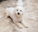 Small Photo #1 Bichon Frise Puppy For Sale in COLUMBIANA, OH, USA