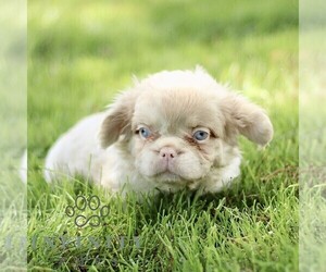 French Bulldog Puppy for sale in RONKS, PA, USA