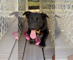 Mutt Dogs for adoption in Naples, FL, USA