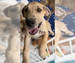 Small Photo #11 Great Dane Puppy For Sale in GALLOWAY, OH, USA