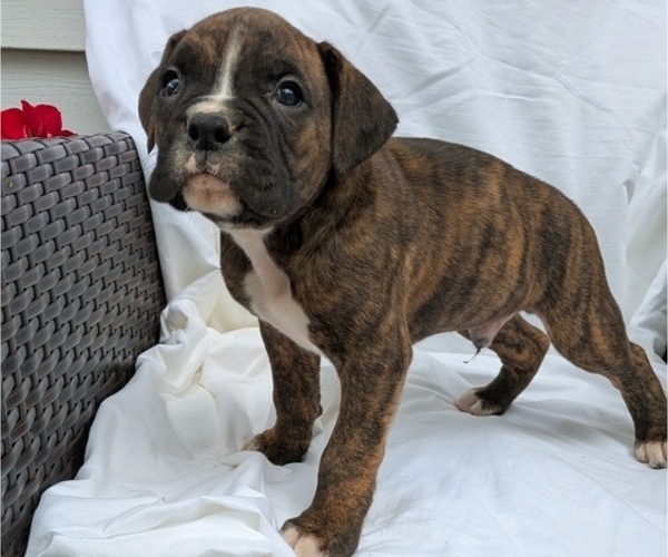 Medium Photo #7 Boxer Puppy For Sale in GOSHEN, IN, USA