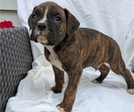 Small Photo #8 Boxer Puppy For Sale in GOSHEN, IN, USA