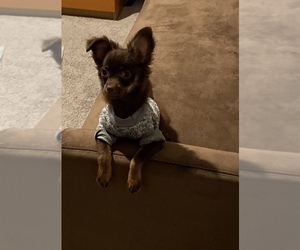 Chihuahua Puppy for sale in SAN ANTONIO, TX, USA