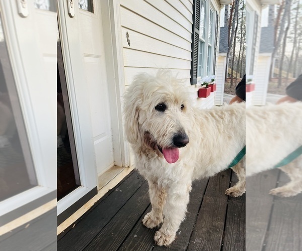 Medium Photo #12 Goldendoodle Puppy For Sale in TIMBERLAKE, NC, USA
