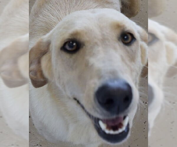 Medium Photo #2 Labrador Retriever-Unknown Mix Puppy For Sale in Mundelein, IL, USA