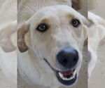 Small #1 Labrador Retriever Mix