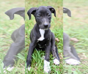 Italian Greyhuahua Dogs for adoption in Okolona, MS, USA