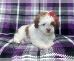 Small #4 ShihPoo