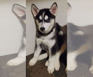 Siberian Husky Puppy for sale in FENTON, MO, USA