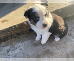 Small Photo #9 Australian Shepherd Puppy For Sale in LUBBOCK, TX, USA