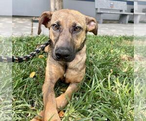 Unknown-Whippet Mix Dogs for adoption in Rockaway, NJ, USA