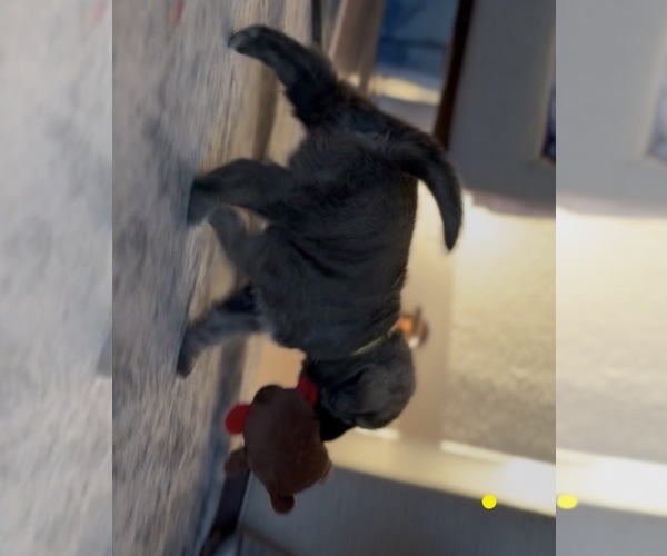 Medium Photo #29 Mastiff-Pyrenean Mastiff Mix Puppy For Sale in RHOME, TX, USA