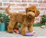 Small #13 Goldendoodle