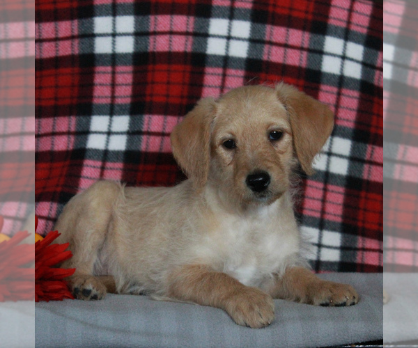 Medium Photo #4 Labradoodle-Poodle (Miniature) Mix Puppy For Sale in CHRISTIANA, PA, USA
