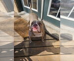 Small #12 American Pit Bull Terrier Mix