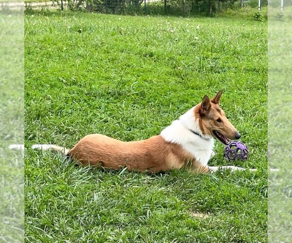 Medium Photo #3 Mutt Puppy For Sale in Dublin, OH, USA