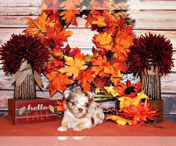 Medium Photo #6 Chihuahua Puppy For Sale in CHARLESTON, AR, USA