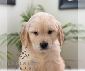 Golden Retriever Puppy for sale in NEWPORT, PA, USA