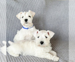 Small Photo #5 Schnauzer (Miniature) Puppy For Sale in MURRIETA, CA, USA