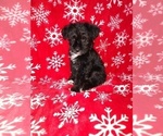 Small Photo #18 YorkiePoo Puppy For Sale in LAPEER, MI, USA