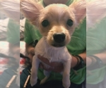 Small Chihuahua