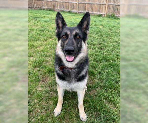 Medium Photo #6 German Shepherd Dog Puppy For Sale in Kansas City, MO, USA