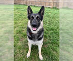 Small #5 German Shepherd Dog