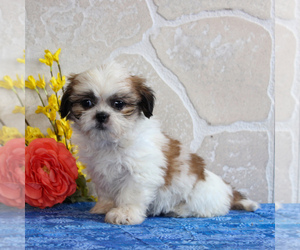 Shih Tzu Puppy for sale in GORDONVILLE, PA, USA
