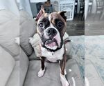 Small #1 Boxer