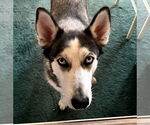 Small #8 Siberian Husky Mix