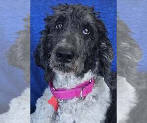 Poodle (Standard) Dogs for adoption in Cuba, NY, USA