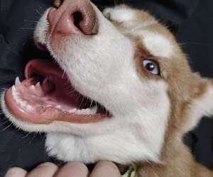 Siberian Husky Puppy for sale in CABOOL, MO, USA