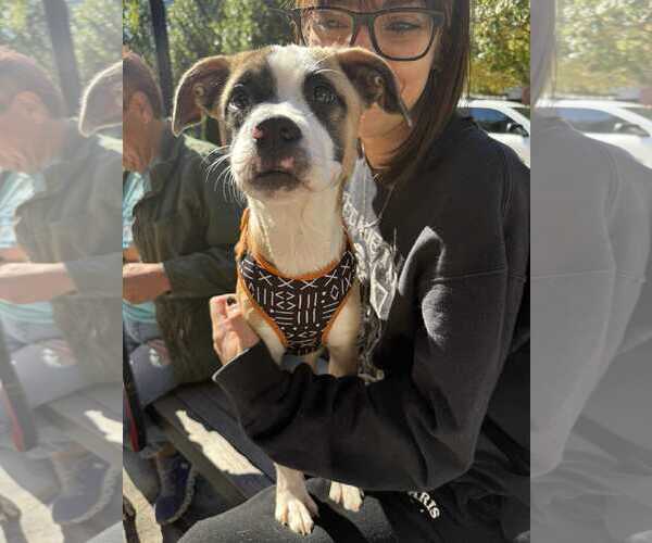 Medium Photo #3 Mutt Puppy For Sale in Holly Springs, NC, USA