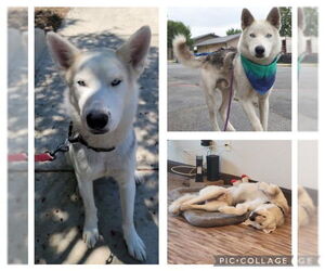 Huskies -Unknown Mix Dogs for adoption in San Antonio, TX, USA