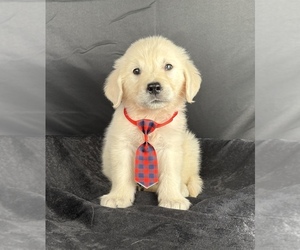 English Cream Golden Retriever Puppy for Sale in OCALA, Florida USA
