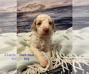 Goldendoodle Puppy for Sale in GASSVILLE, Arkansas USA