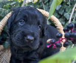 Small #2 Black Russian Terrier