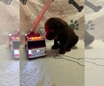 Small #1 Labrador Retriever