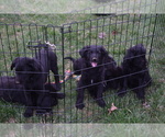 Small Photo #2 German Shepherd Dog-Goldendoodle Mix Puppy For Sale in CULPEPER, VA, USA