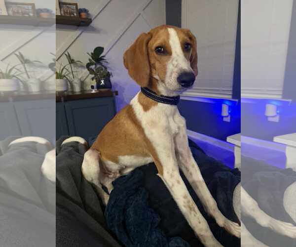 Medium Photo #2 Mutt Puppy For Sale in Holly Springs, NC, USA