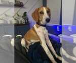 Small #1 Mutt