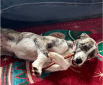 Small #1 American Pit Bull Terrier-Siberian Husky Mix