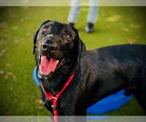 Labrador Retriever Dogs for adoption in Orlando, FL, USA