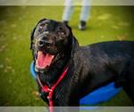 Small Labrador Retriever