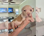 Small #1 American Staffordshire Terrier Mix