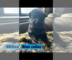 Puppy Blue Collar German Shepherd Dog