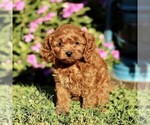 Small #3 Cavapoo